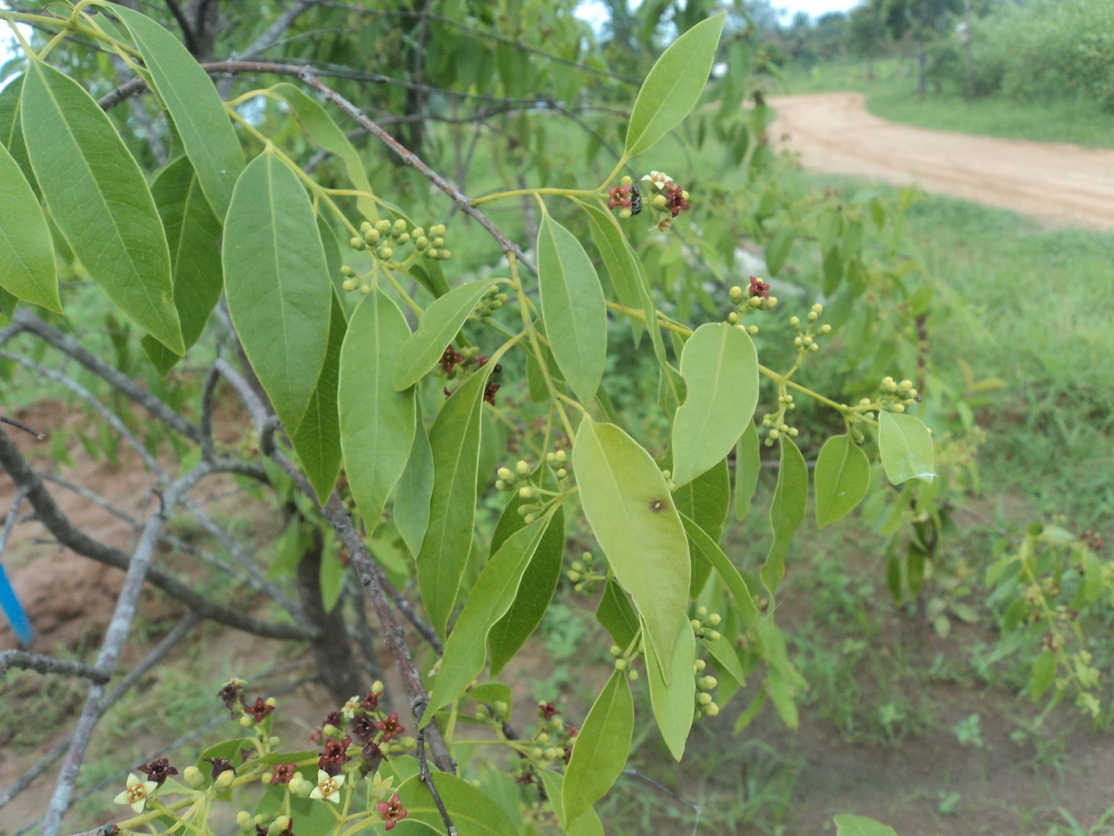 Đàn hương