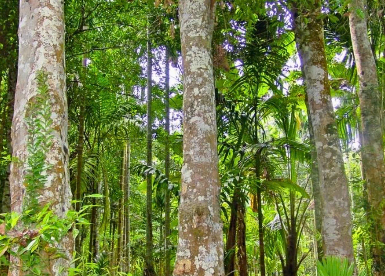 Trầm hương
