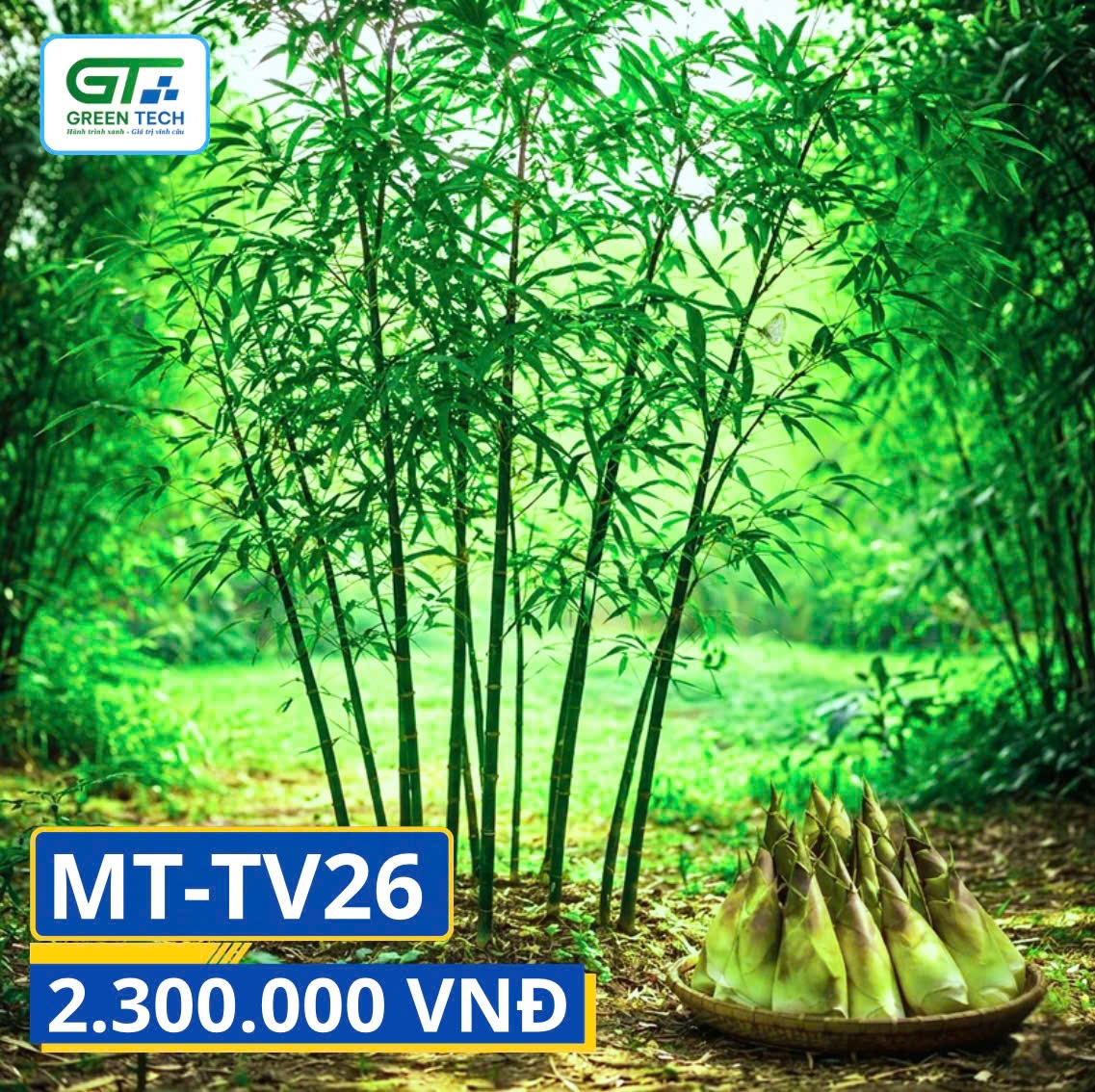 Măng Trúc Thịnh Vượng